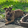 King joined the competition — help win amazing prizes! dog, brown_dog, outdoor, grass, sunlight, happy, tongue_out, pet, collar, smiling, animal, nature, resting, sidewalk, leaf, brick_border, canine, playful, daytime, relaxed
