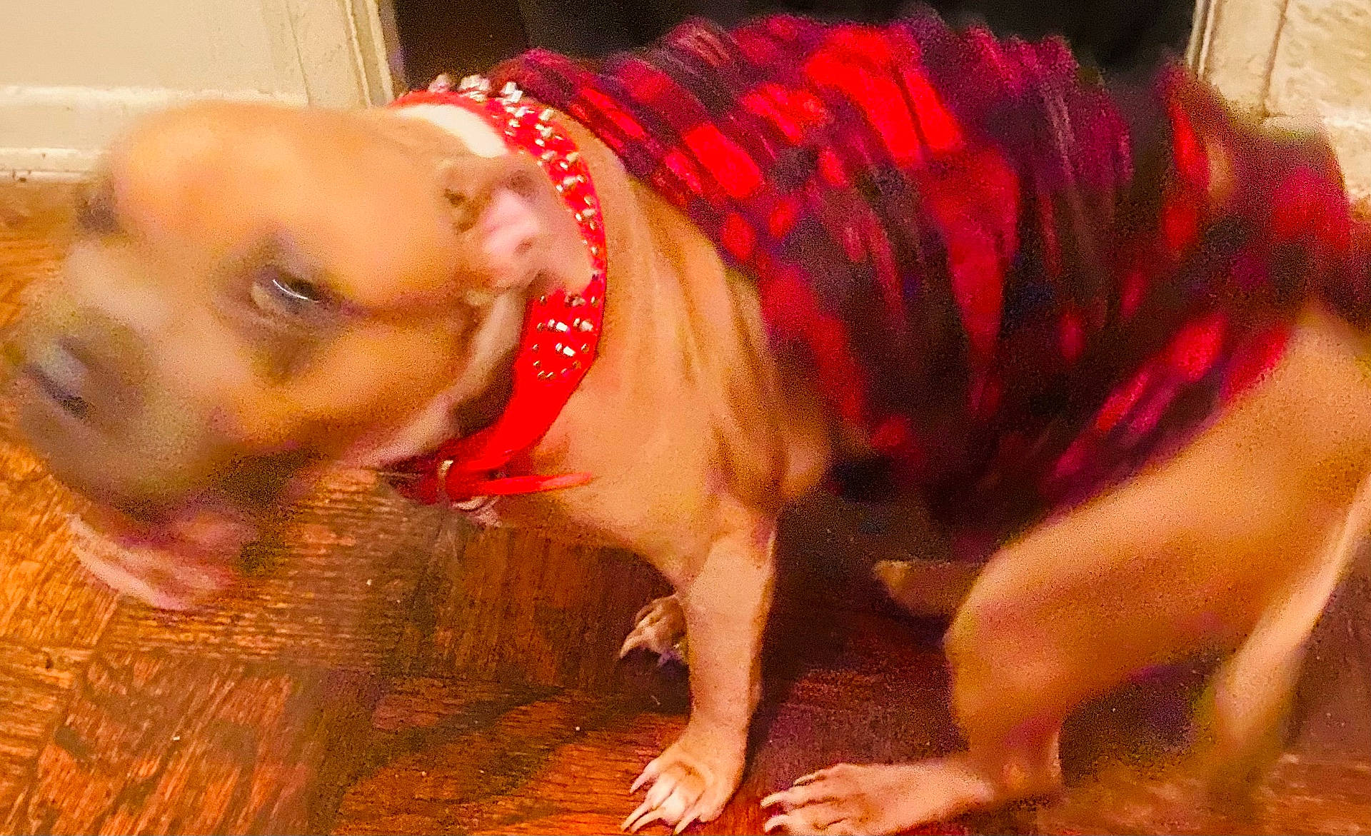 Chyna Collins joined the competition — help win amazing prizes! accessories, animal, boxer, bulldog, canine, dog, face, fitness, frenchbulldog, hardwood, head, person, pet, pitbull, puppy, purple, pushups, snout, sport, wood