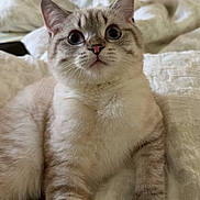 Naia joined the competition — help win amazing prizes! bedroom, blanket, blue_eyes, cat, closeup, cozy, curious, cute, domestic_cat, feline, fluffy, indoor, laying, paw, pet, relaxed, soft, striped, whiskers, white