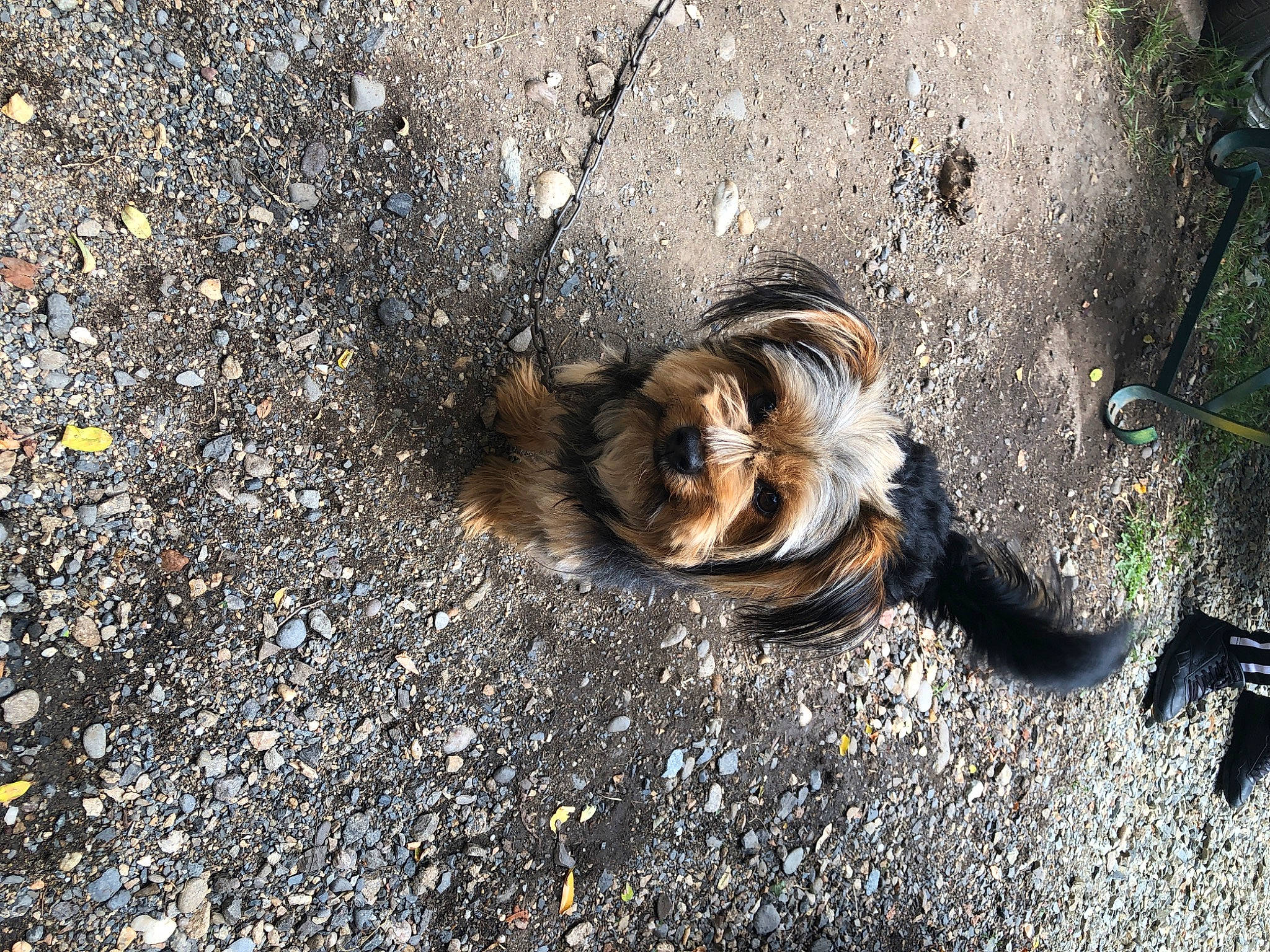 Doby participe au concours pour gagner de l'argent avec cette photo : asphalt, canidae, chipmunk, fawn, felidae, fur, grass, paw, road, road_surface, sand, shadow, sidewalk, snout, soil, sporting_group, tail, tar, terrestrial_animal, wildlife