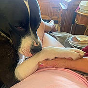 Clayton is registered to the contest to win money with this photo: bed, black_and_white_dog, blanket, bowl, casual, close_up, comfort, dog, furniture, gentle, hand, indoor, legs, nail_polish, paw, person, relaxing, resting, table, wooden_cabinet