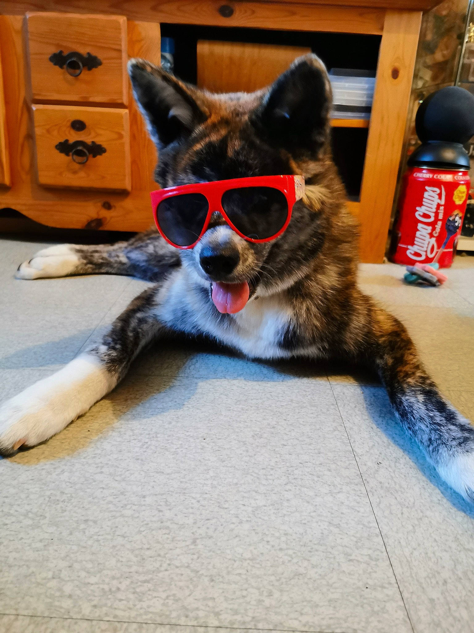 Tamara participe au concours pour gagner de l'argent avec cette photo : cabinetry, canidae, carnivore, chest, companion_dog, dog, dog_breed, dog_supply, drawer, dresser, electric_blue, felidae, flooring, fur, grey, small_to_medium_sized_cats, snout, sporting_group, whiskers, wood