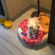 Bella is registered to the contest to win money with this photo: puppy, dog_bed, blanket, plush_toy, dog_toy, food_bowl, water_bowl, floor, wall, corner, indoor, pet, small_dog, white_dog, brown_dog, cozy, resting, animal, cute, home