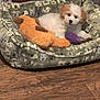 puppy, dog_bed, plush_toy, green_bird, wooden_floor, decorative_house, indoor, pet, cute, small_dog, animal, cozy, furry, resting, toy, background, pattern, mammal, domestic_animal, companion