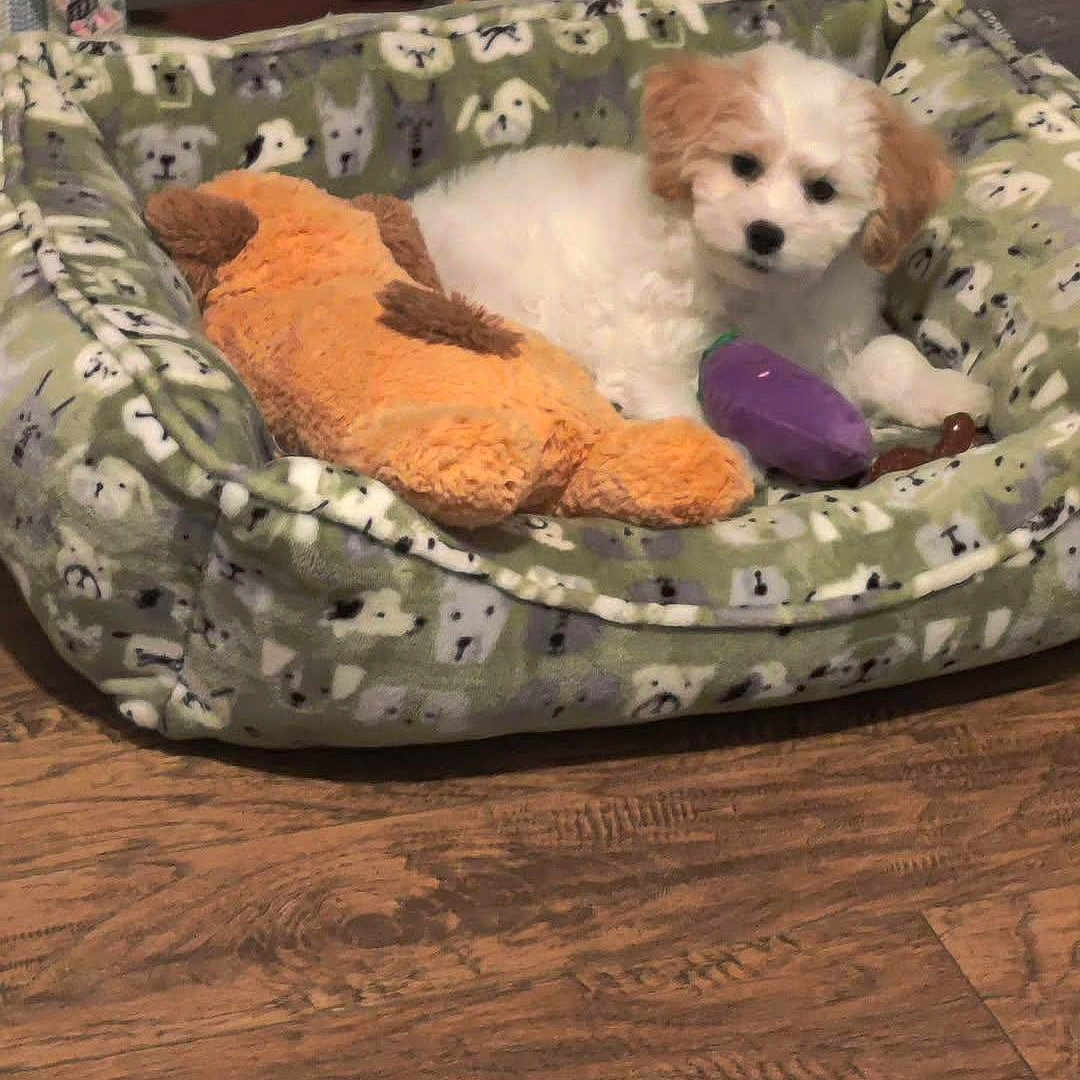 Bella is registered to the contest to win money with this photo: animal, background, companion, cozy, cute, decorative_house, dog_bed, domestic_animal, furry, green_bird, indoor, mammal, pattern, pet, plush_toy, puppy, resting, small_dog, toy, wooden_floor