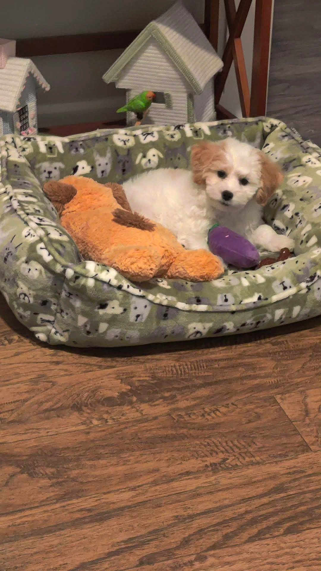 Bella is registered to the contest to win money with this photo: puppy, dog_bed, plush_toy, green_bird, wooden_floor, decorative_house, indoor, pet, cute, small_dog, animal, cozy, furry, resting, toy, background, pattern, mammal, domestic_animal, companion