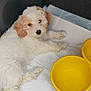 Bella is registered to the contest to win money with this photo: puppy, dog, white, tan, fluffy, car_interior, absorbent_pad, yellow_bowls, pet, cute, lying_down, looking_up, young_dog, indoor, car_floor, soft_fur, animal, companion, resting, adorable