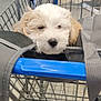 Bella is registered to the contest to win money with this photo: puppy, dog, shopping_cart, store, clothing, pet, cute, white_fur, resting, sleepy, animal, domestic_animal, shopping, metal, blue, gray, strap, indoor, retail, furniture