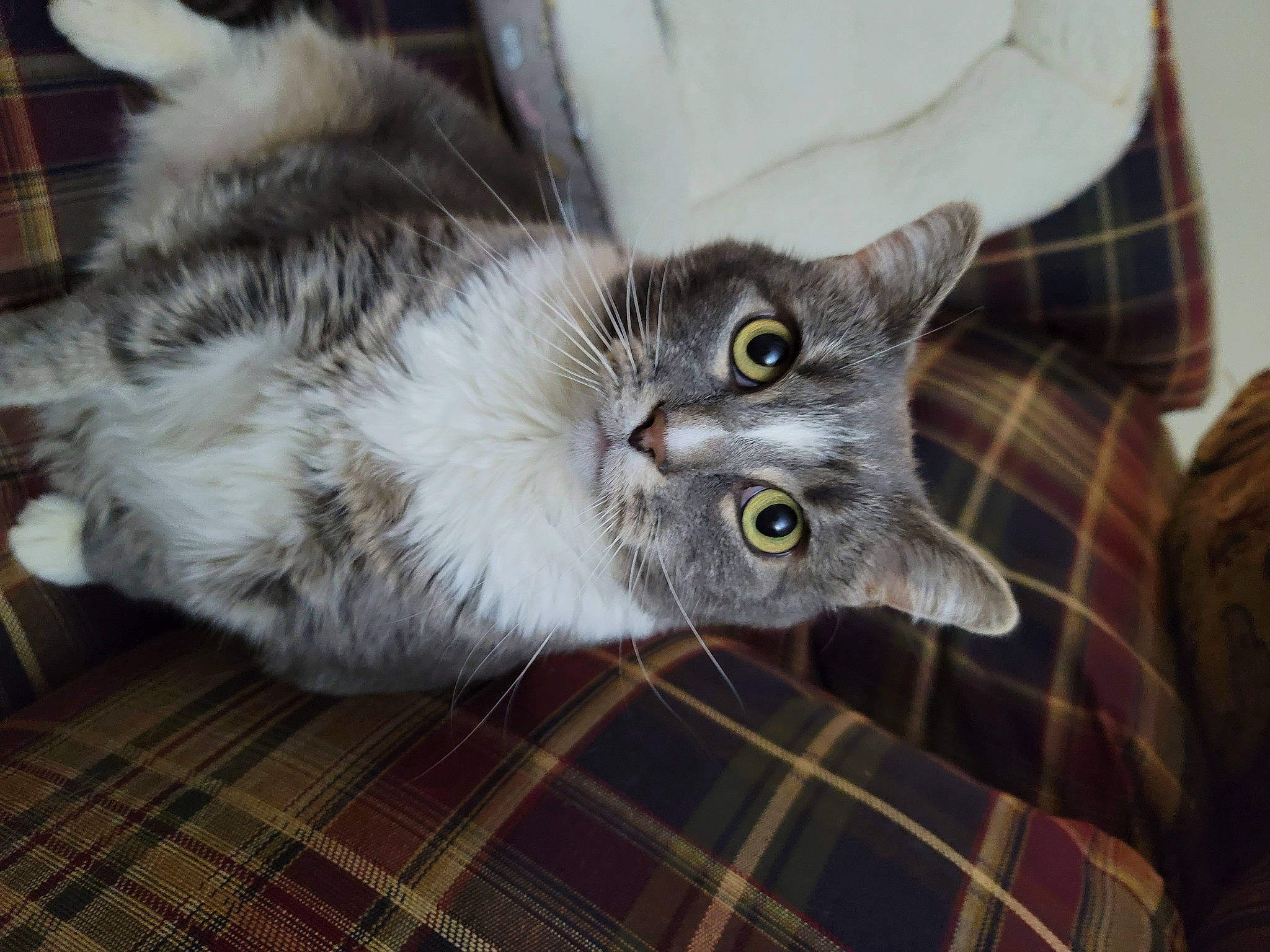 Baby joined the competition — help win amazing prizes! carnivore, cat, cat_toy, claw, domestic_short_haired_cat, felidae, fur, grey, hardwood, pattern, paw, plaid, small_to_medium_sized_cats, snout, tail, tartan, whiskers, wood