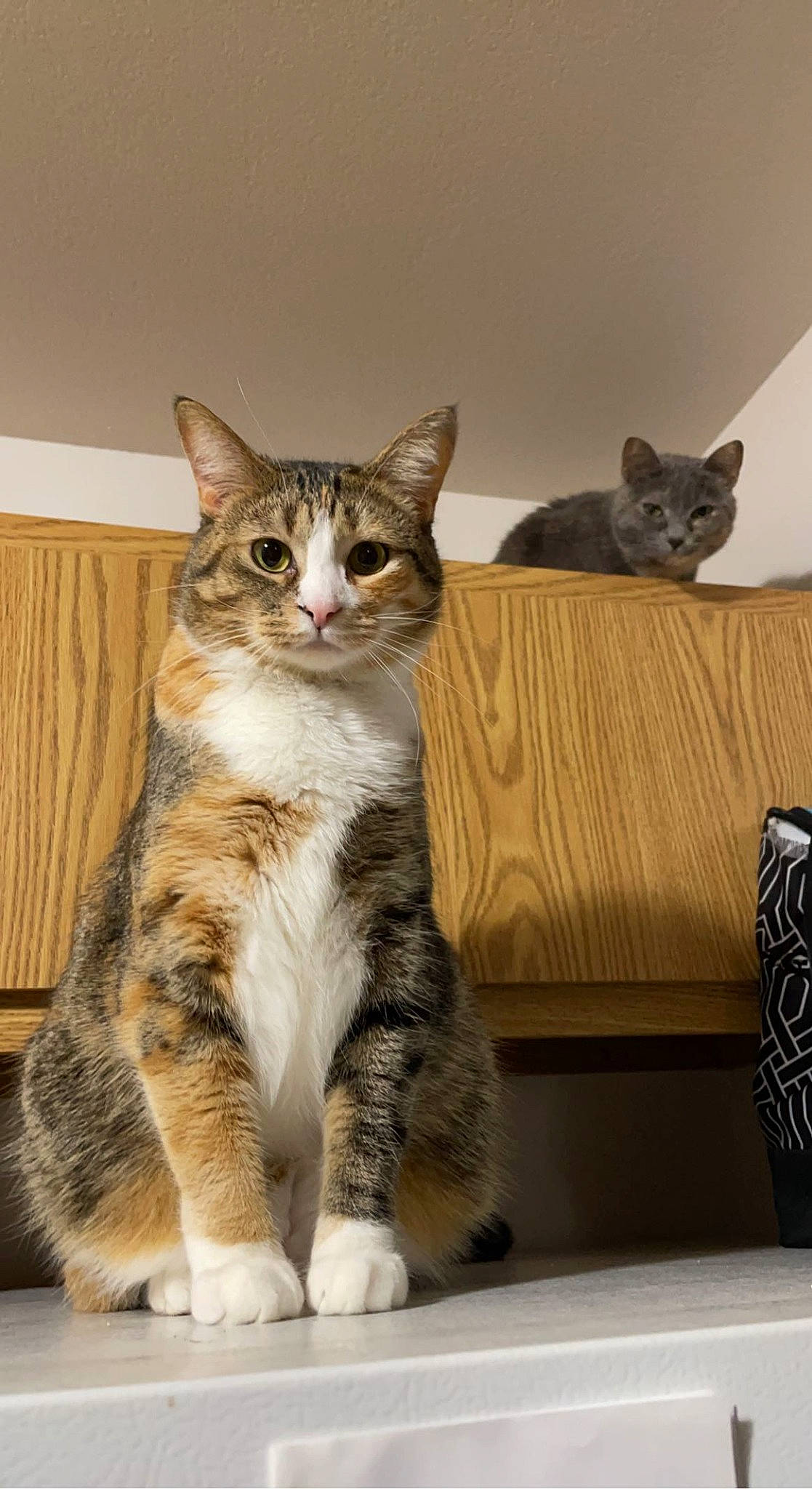 Millie is registered to the contest to win money with this photo: box, carnivore, cat, comfort, domestic_short_haired_cat, felidae, fur, grey, paw, sitting, small_to_medium_sized_cats, snout, tail, whiskers, window