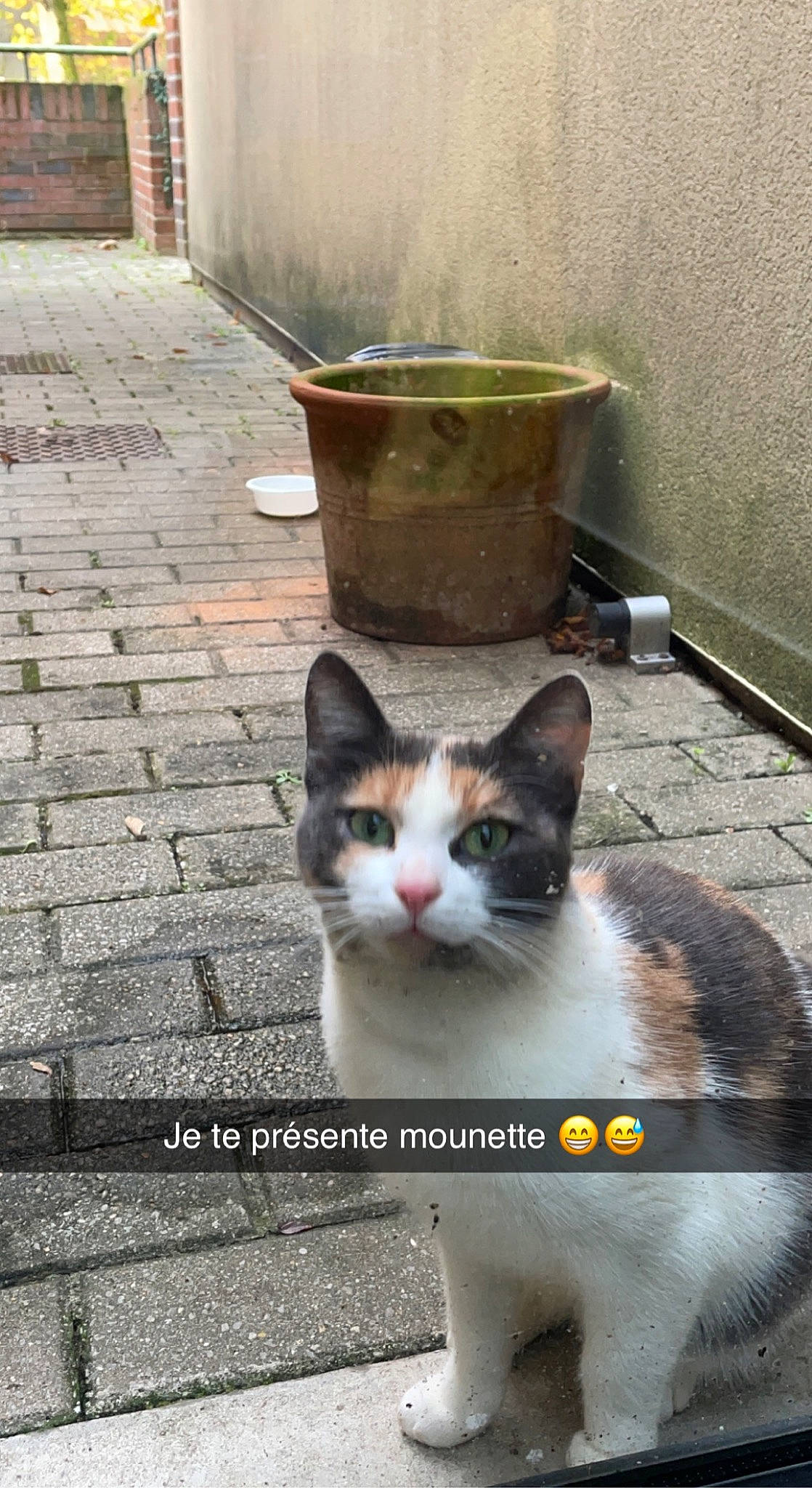 Mounette a rejoint le concours — aidez-le/la à gagner de superbes lots ! art, box, carnivore, cat, domestic_short_haired_cat, felidae, flowerpot, fur, grass, paw, photo_caption, plant, road_surface, small_to_medium_sized_cats, snapshot, snout, tail, wall, water, whiskers