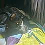 black_cat, cat, animal, pet, blanket, colorful, window, sunlight, indoor, cozy, relaxation, headphones, fur, whiskers, yellow_eyes, curtains, soft_texture, resting, domestic_cat, peaceful