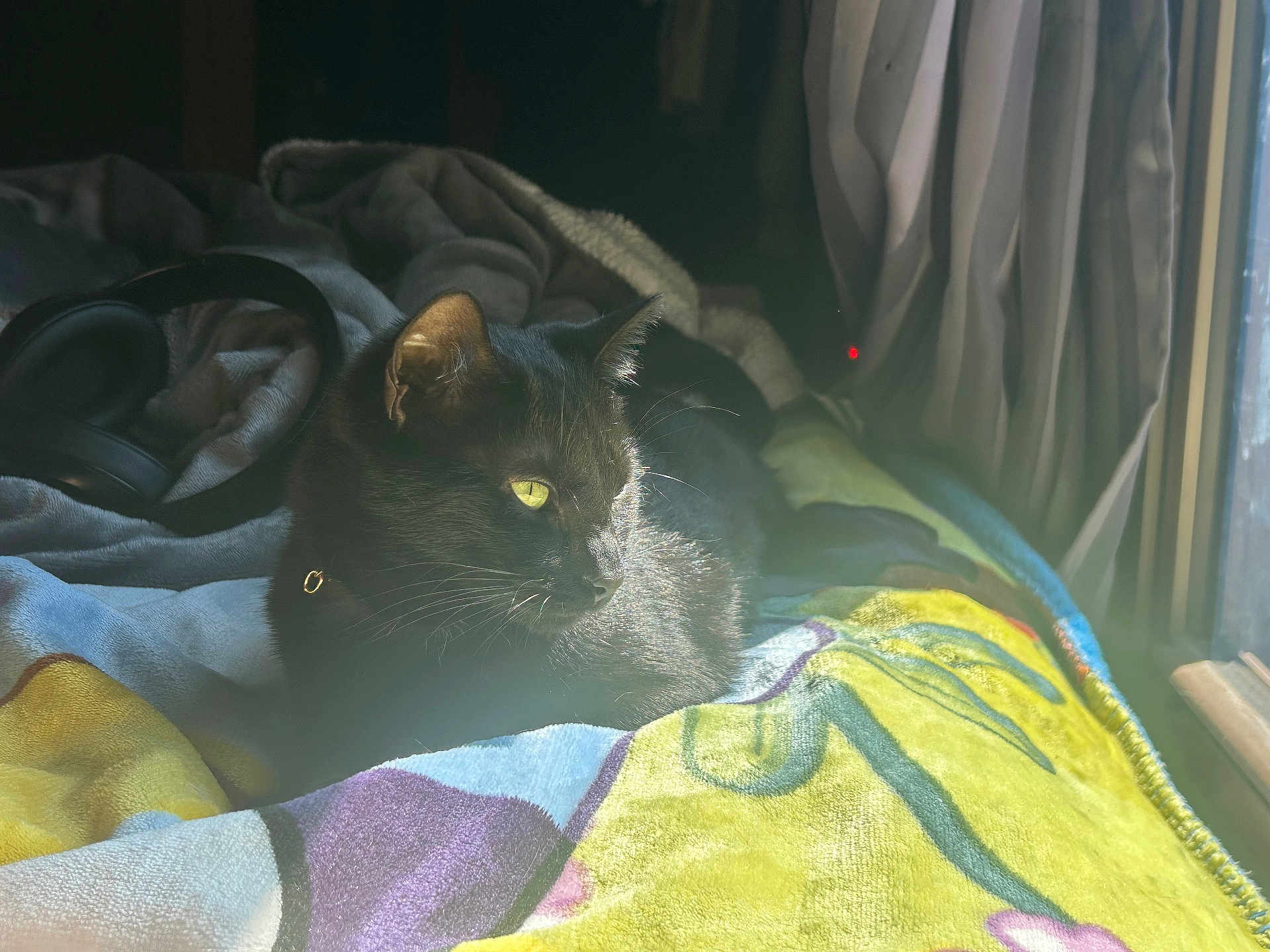 Nova