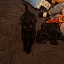 black_cat, cat, bed, pillow, plush_toys, stuffed_animals, brown_bedspread, indoor, pet, animal, cozy, cute, fur, whiskers, relaxed, looking_up, domestic_cat, soft_toys, resting, home