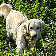 Unah a rejoint le concours — aidez-le/la à gagner de superbes lots ! dog, golden_retriever, outdoor, greenery, grass, bushes, nature, sunlight, pet, animal, canine, fur, curious, walking, daytime, mammal, leaves, field, collar, exploring