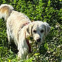 dog, golden_retriever, outdoor, greenery, grass, bushes, nature, sunlight, pet, animal, canine, fur, curious, walking, daytime, mammal, leaves, field, collar, exploring