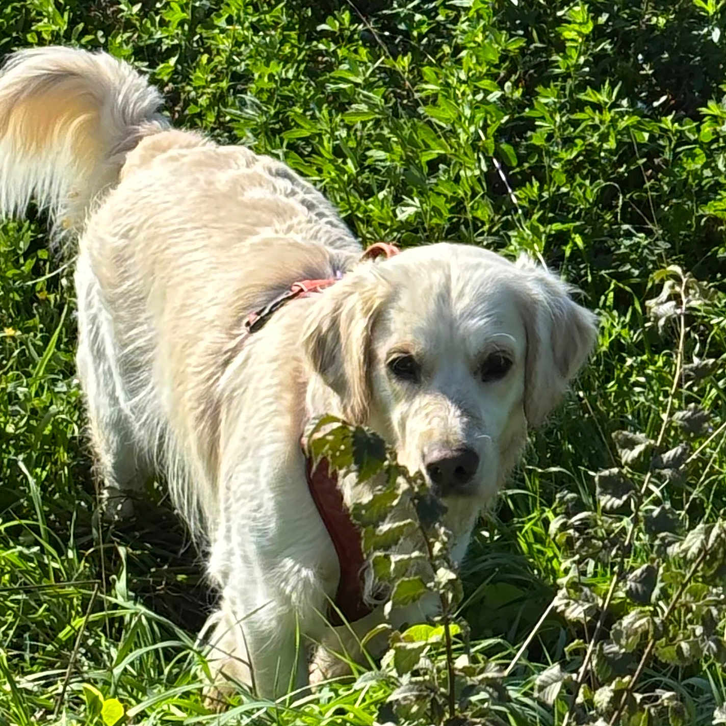 Unah a rejoint le concours — aidez-le/la à gagner de superbes lots ! animal, bushes, canine, collar, curious, daytime, dog, exploring, field, fur, golden_retriever, grass, greenery, leaves, mammal, nature, outdoor, pet, sunlight, walking