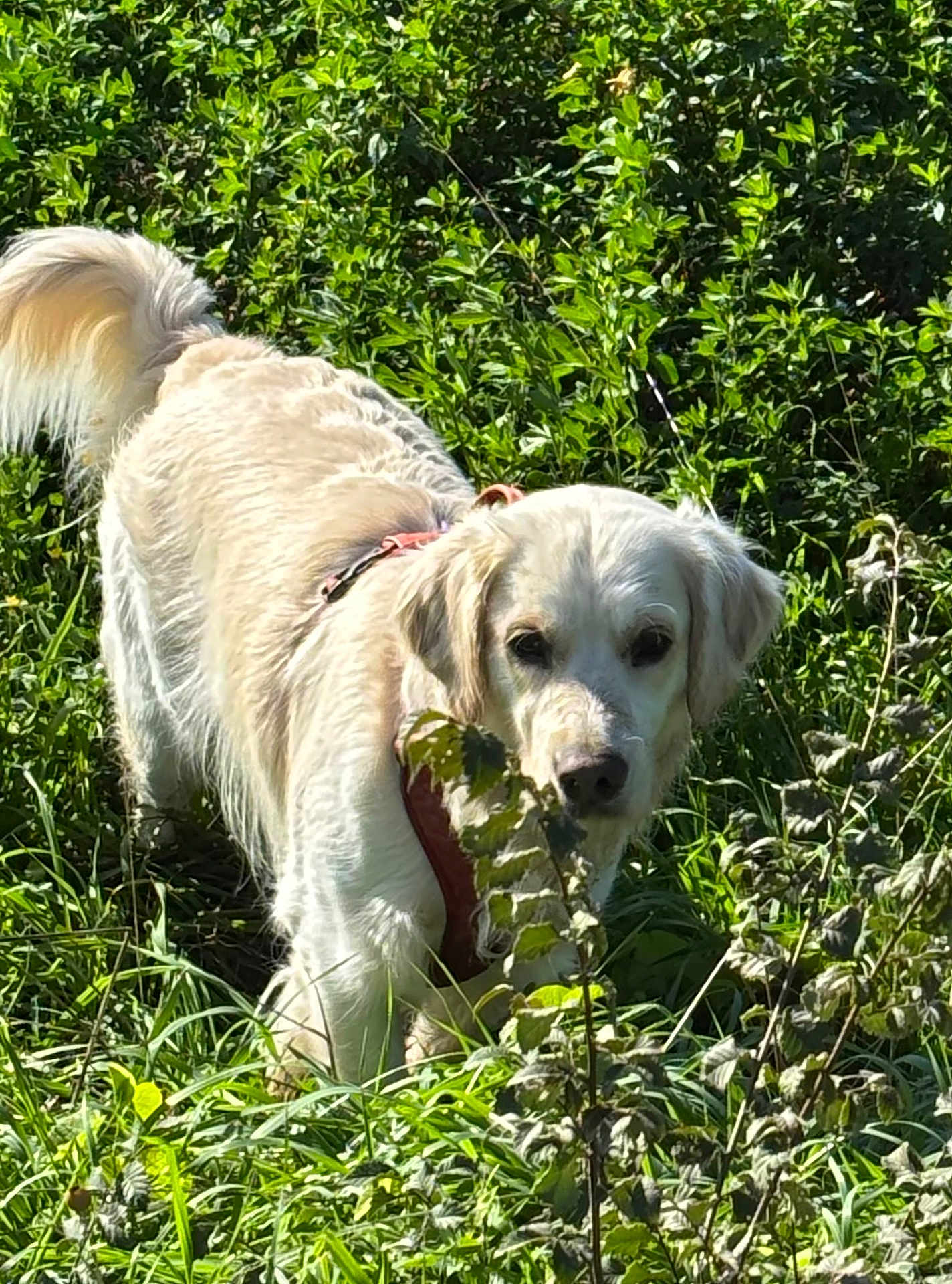 Unah a rejoint le concours — aidez-le/la à gagner de superbes lots ! dog, golden_retriever, outdoor, greenery, grass, bushes, nature, sunlight, pet, animal, canine, fur, curious, walking, daytime, mammal, leaves, field, collar, exploring