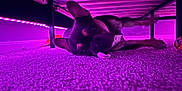 Four is registered to the contest to win money with this photo: dog, puppy, carpet, under_bed, purple_light, led_lights, toy, pet, indoor, lying_down, relaxed, cozy, home, animal, floor, ears, snout, paw, quiet, shadow