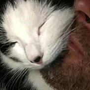 Missy is registered to the contest to win money with this photo: cat, sleeping, close_up, black_and_white, pet, animal, face, beard, human, snuggling, affection, cozy, cute, fur, whiskers, nostril, closed_eyes, resting, indoor, companion