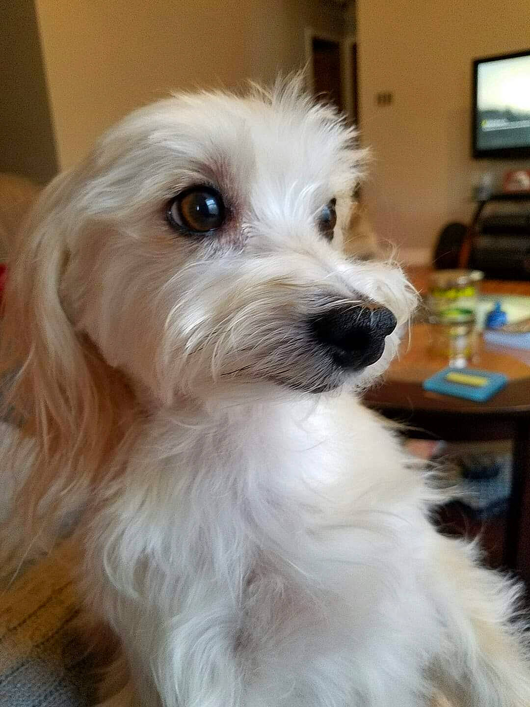 Mojo joined the competition — help win amazing prizes! canidae, carnivore, companion_dog, coton_de_tulear, dog, dog_breed, havanese, maltese, mammal, old_english_sheepdog, puppy, rare_breed_dog, schnoodle, snout, sporting_group, sporting_lucas_terrier, terrier, tibetan_terrier, vertebrate, west_highland_white_terrier