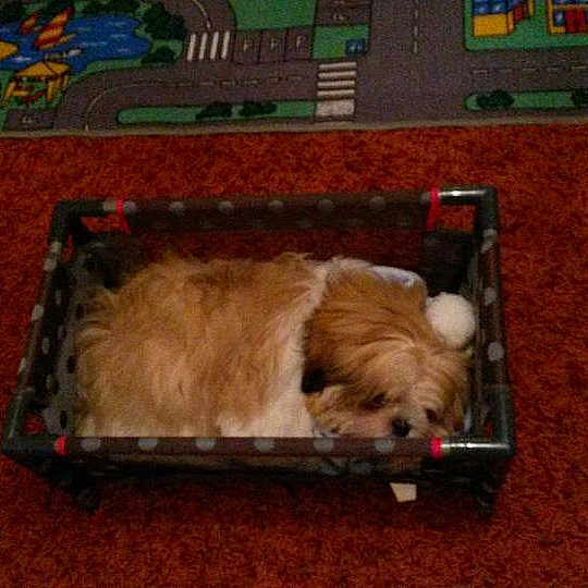 Gizmo
