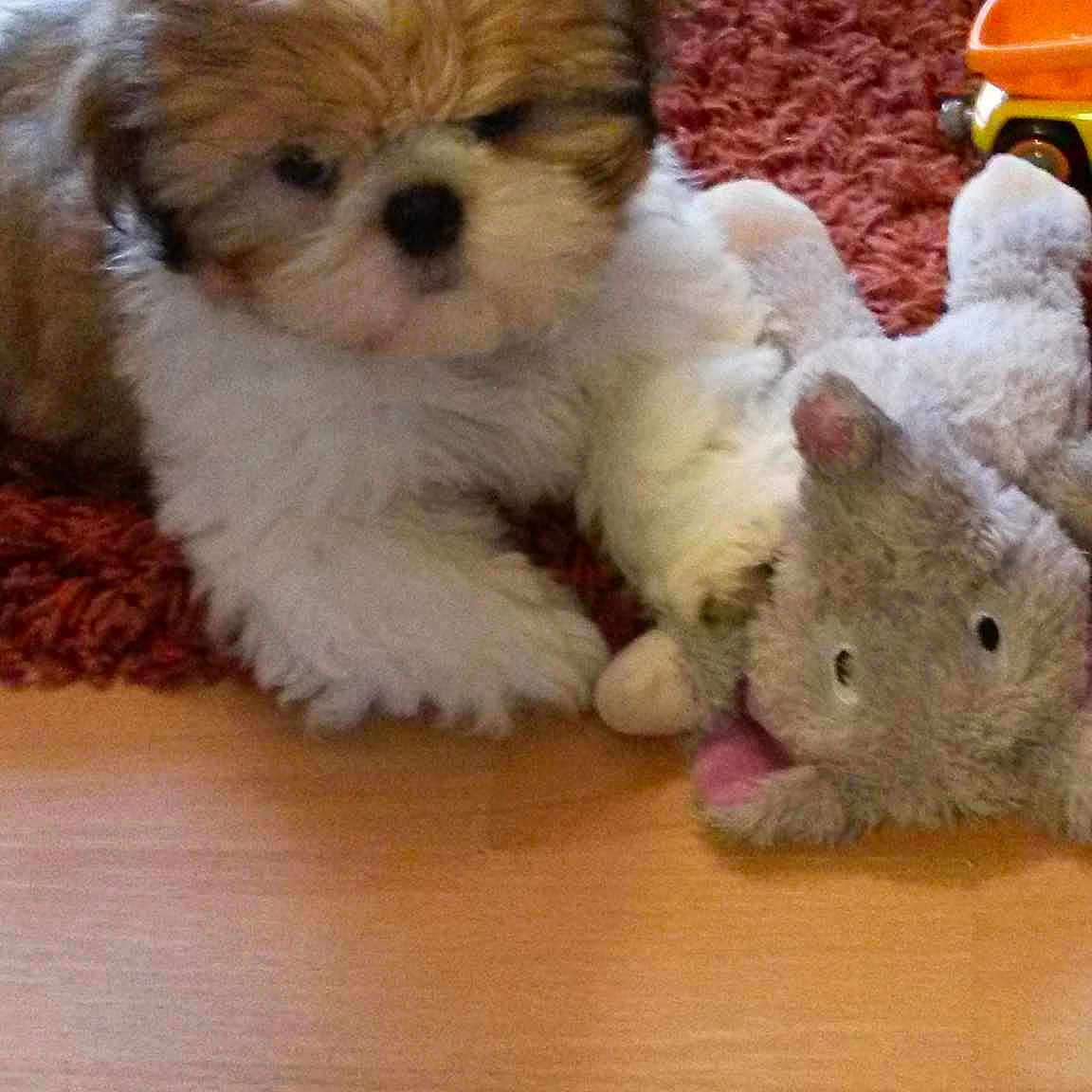 Gizmo joined the competition — help win amazing prizes!