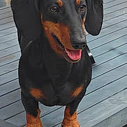Aldo participe au concours pour gagner de l'argent avec cette photo : dog, dachshund, black_and_tan, pet, animal, outdoor, wooden_deck, happy, tongue_out, ears, fur, snout, paws, standing, canine, companion, domestic_animal, playful, small_dog, cute