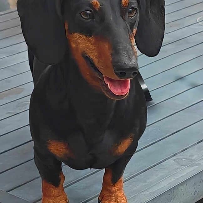 Aldo participe au concours pour gagner de l'argent avec cette photo : dog, dachshund, black_and_tan, pet, animal, outdoor, wooden_deck, happy, tongue_out, ears, fur, snout, paws, standing, canine, companion, domestic_animal, playful, small_dog, cute