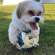 Toby is registered to the contest to win money with this photo: dog, soccer_ball, grass, outdoor, pet, playful, tongue_out, fence, yard, sunlight, house, happy, animal, cute, small_dog, fur, nature, daytime, toy, playing
