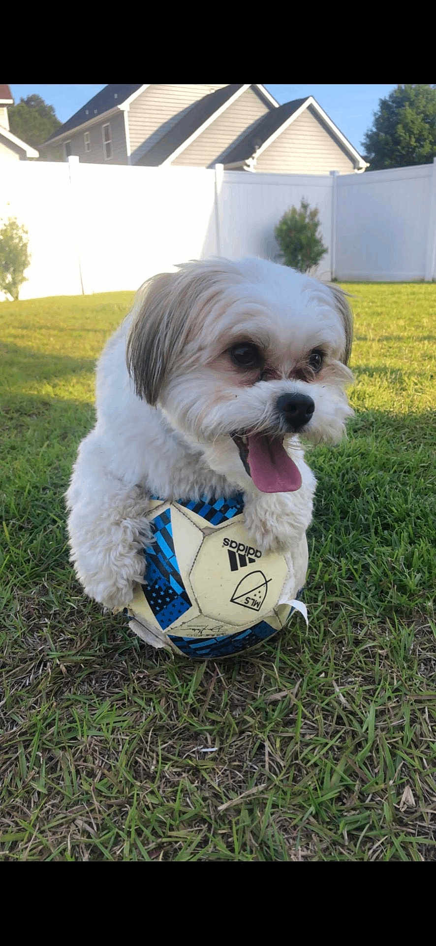 Toby is registered to the contest to win money with this photo: dog, soccer_ball, grass, outdoor, pet, playful, tongue_out, fence, yard, sunlight, house, happy, animal, cute, small_dog, fur, nature, daytime, toy, playing