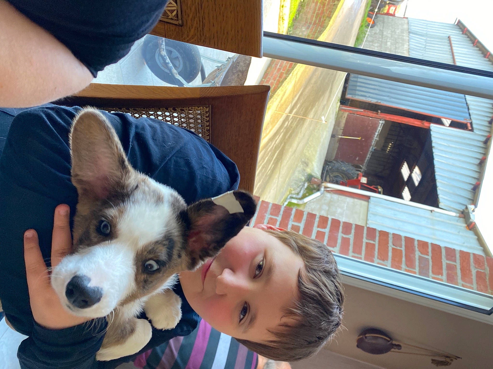 Rogue a rejoint le concours — aidez-le/la à gagner de superbes lots ! canidae, carnivore, comfort, curious, daylighting, dog, dog_breed, fur, house, human, iris, jaw, paw, puppy_love, sash_window, snout, whiskers, working_animal, working_dog