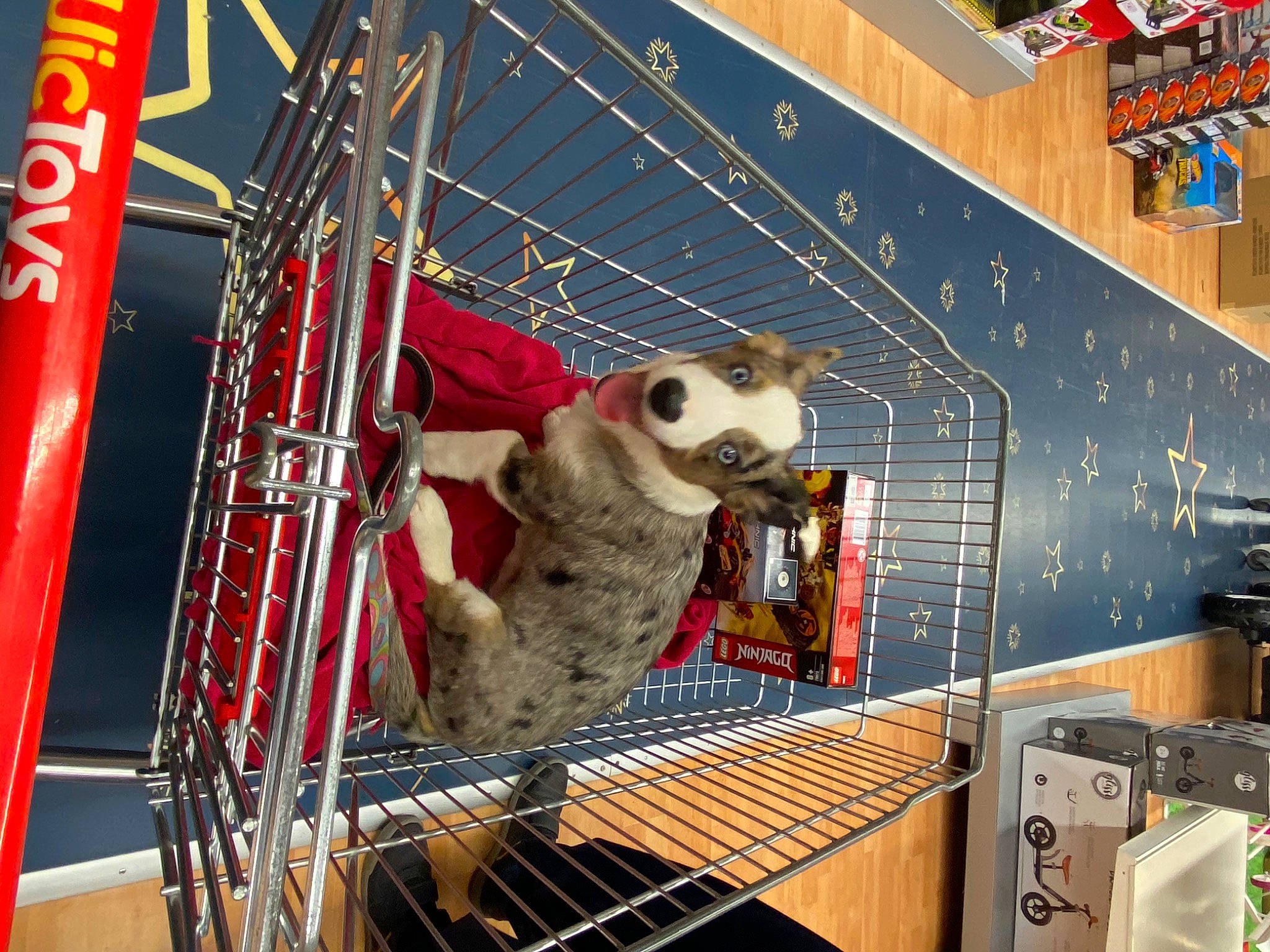 Rogue participe au concours pour gagner de l'argent avec cette photo : animal_shelter, box, cage, canidae, carnivore, collar, companion_dog, dog, dog_breed, dog_crate, dog_supply, leash, pet_supply, service, snout, sporting_group, stuffed_toy, vertebrate, working_animal, working_dog