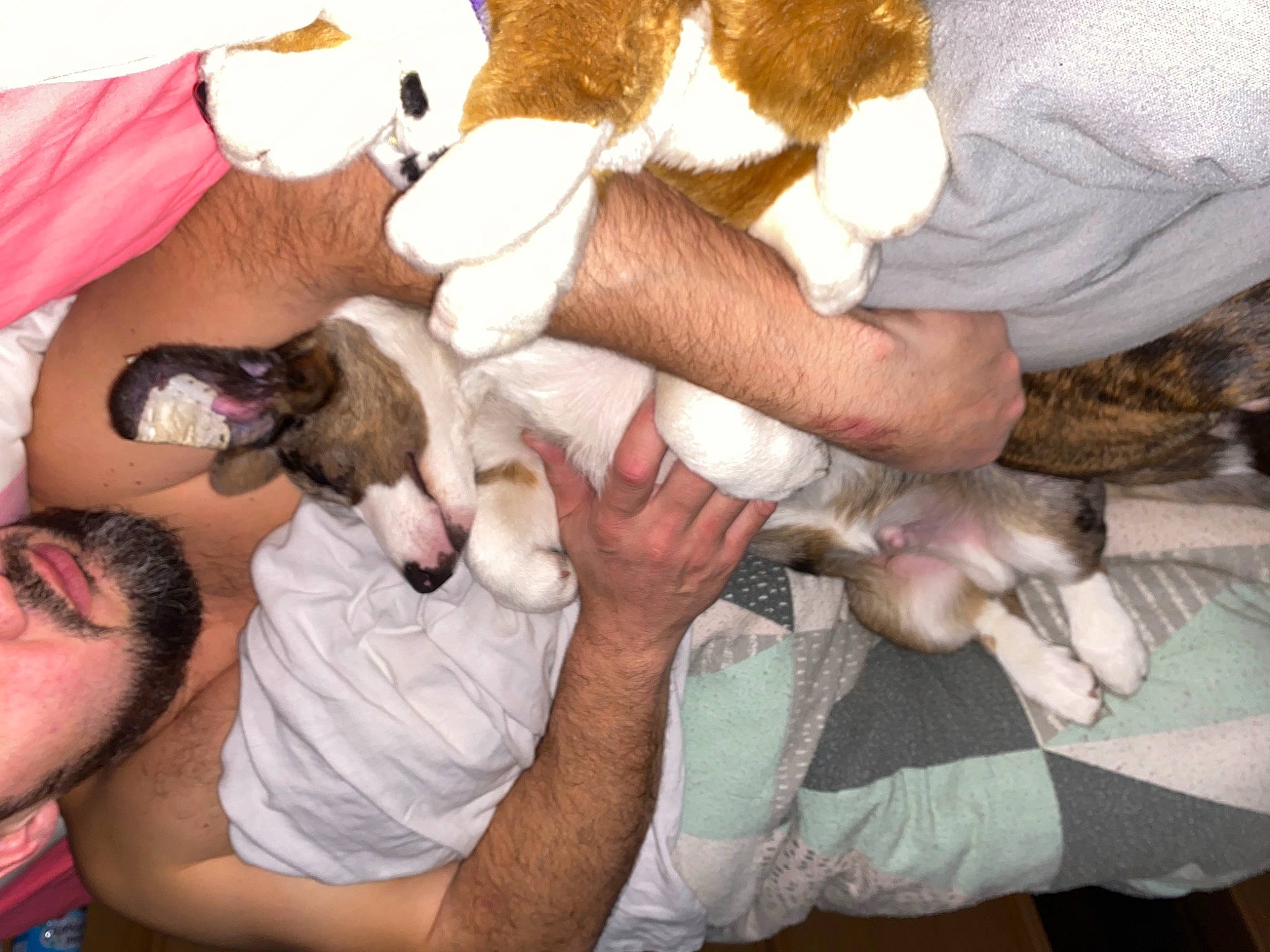 Rogue participe au concours pour gagner de l'argent avec cette photo : beard, carnivore, comfort, companion_dog, dog, dog_breed, facial_hair, interaction, lap, moustache, plush, stuffed_toy, working_animal