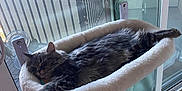 Norman is registered to the contest to win money with this photo: cat, sleeping_cat, fluffy_cat, window_hammock, window, glass_door, balcony, suction_cup, cushion, pet, nap, cozy, fur, whiskers, indoor, home, relaxed, reflection, hardwood_floor, colorful_rug