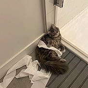 Norman joined the competition — help win amazing prizes! cat, kitten, toilet_paper, bathroom, shower, floor_mat, fluffy, tabby, gray_fur, tail, paws, whiskers, indoor, curious, playful, lying_down, tile_floor, corner, pet, mess
