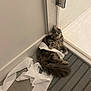 cat, kitten, toilet_paper, bathroom, shower, floor_mat, fluffy, tabby, gray_fur, tail, paws, whiskers, indoor, curious, playful, lying_down, tile_floor, corner, pet, mess