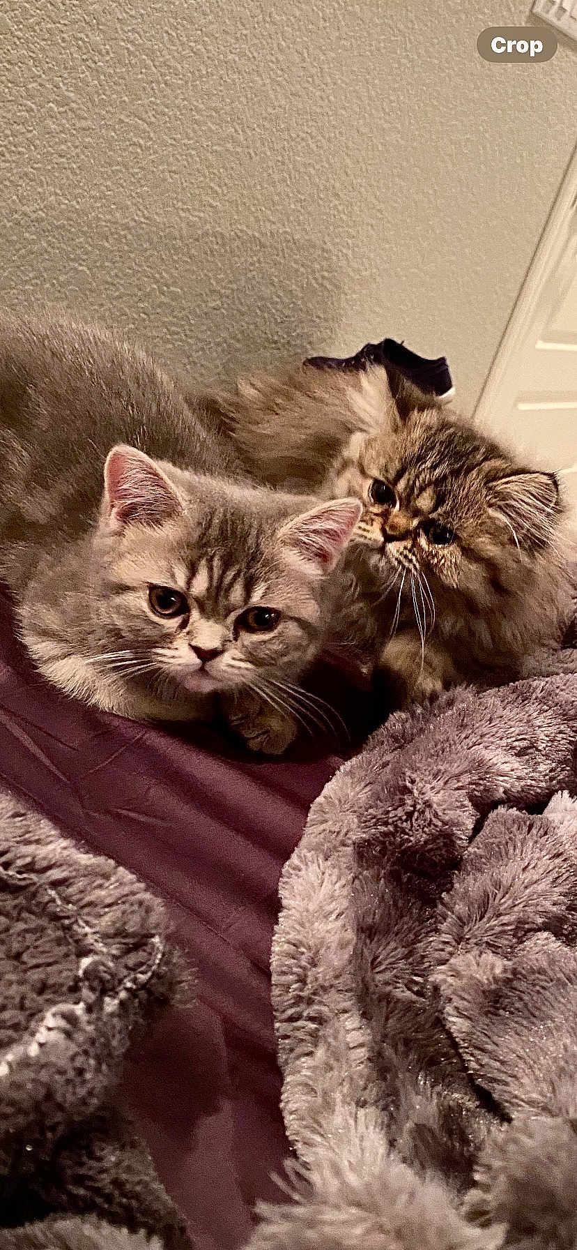 Brandy And Buddy