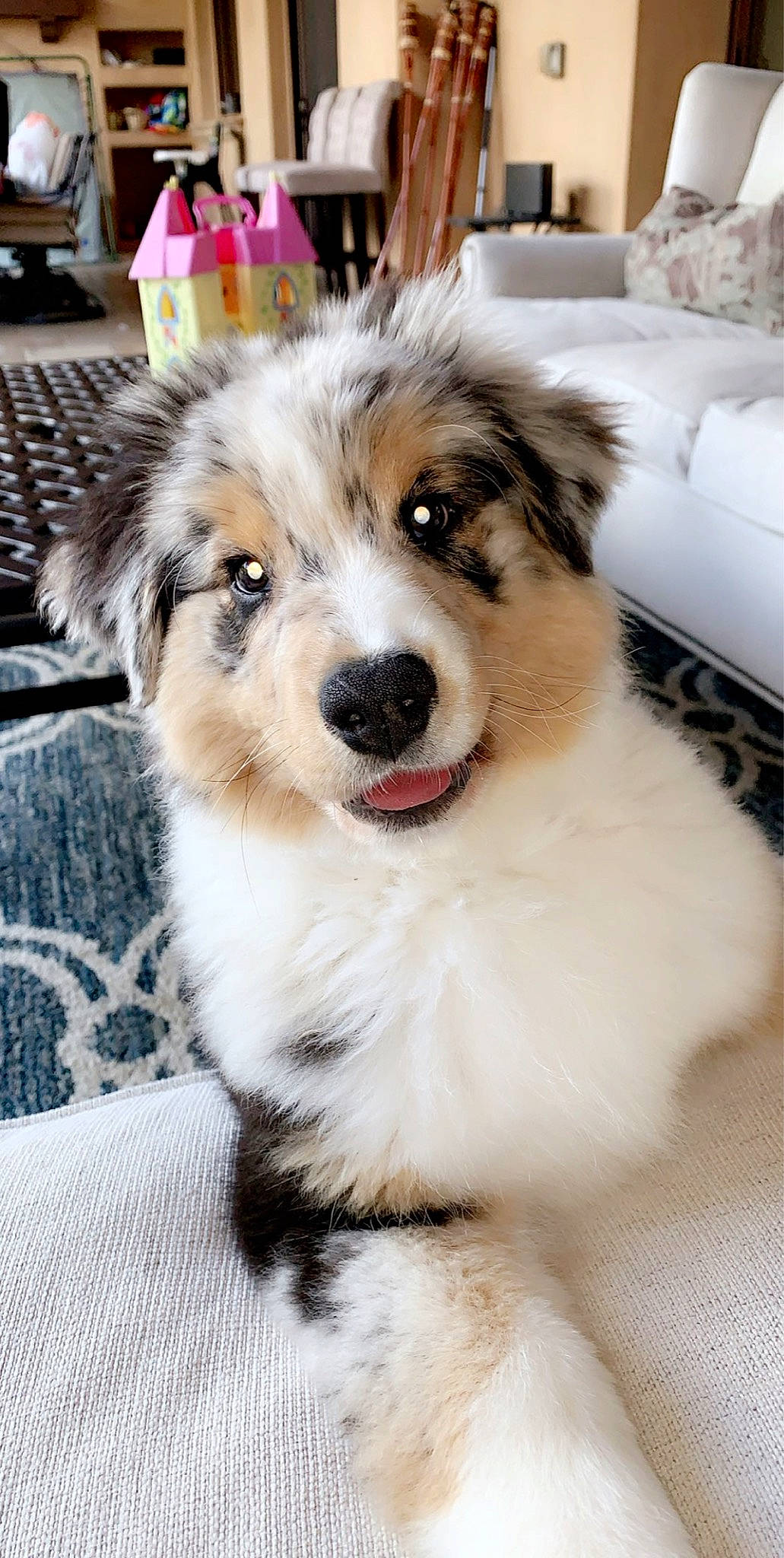 Buddha is registered to the contest to win money with this photo: ancient_dog_breeds, australian_collie, australian_shepherd, canidae, carnivore, companion_dog, dog, dog_breed, fur, herding_dog, mammal, miniature_australian_shepherd, puppy, rare_breed_dog, snout, sporting_group, vertebrate, working_dog