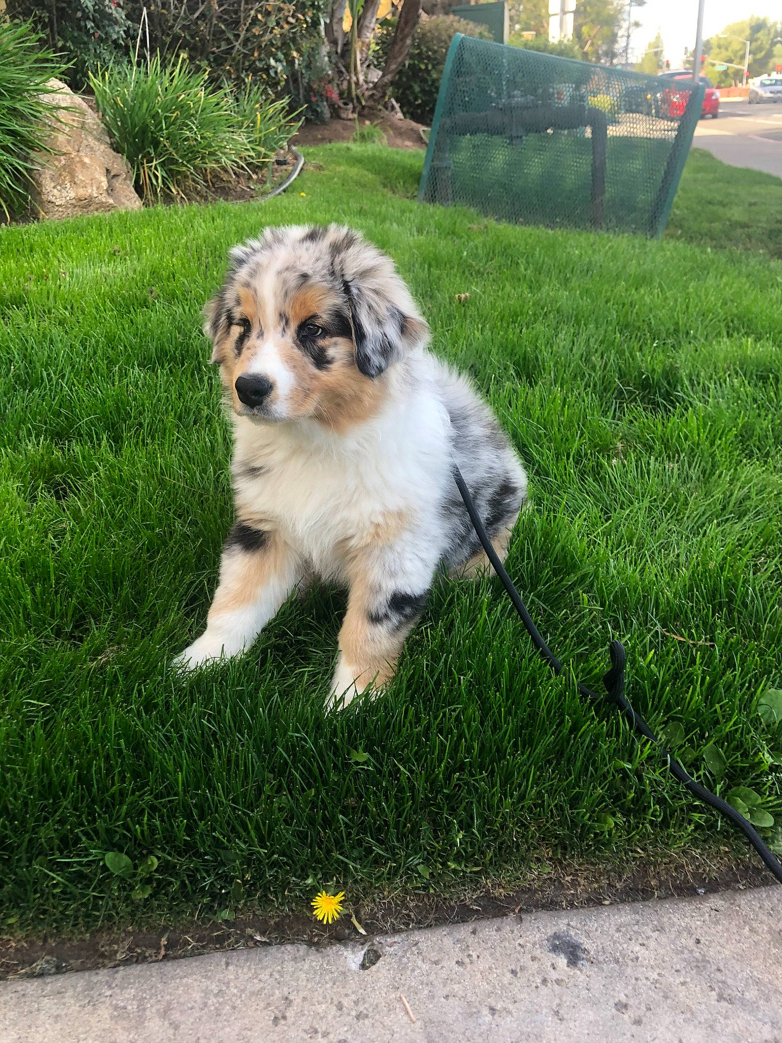 Buddha is registered to the contest to win money with this photo: australian_shepherd, basque_shepherd_dog, border_collie, canidae, carnivore, companion_dog, dog, dog_breed, fawn, grass, herding_dog, mammal, miniature_australian_shepherd, puppy, rare_breed_dog, sporting_group, vertebrate, working_dog