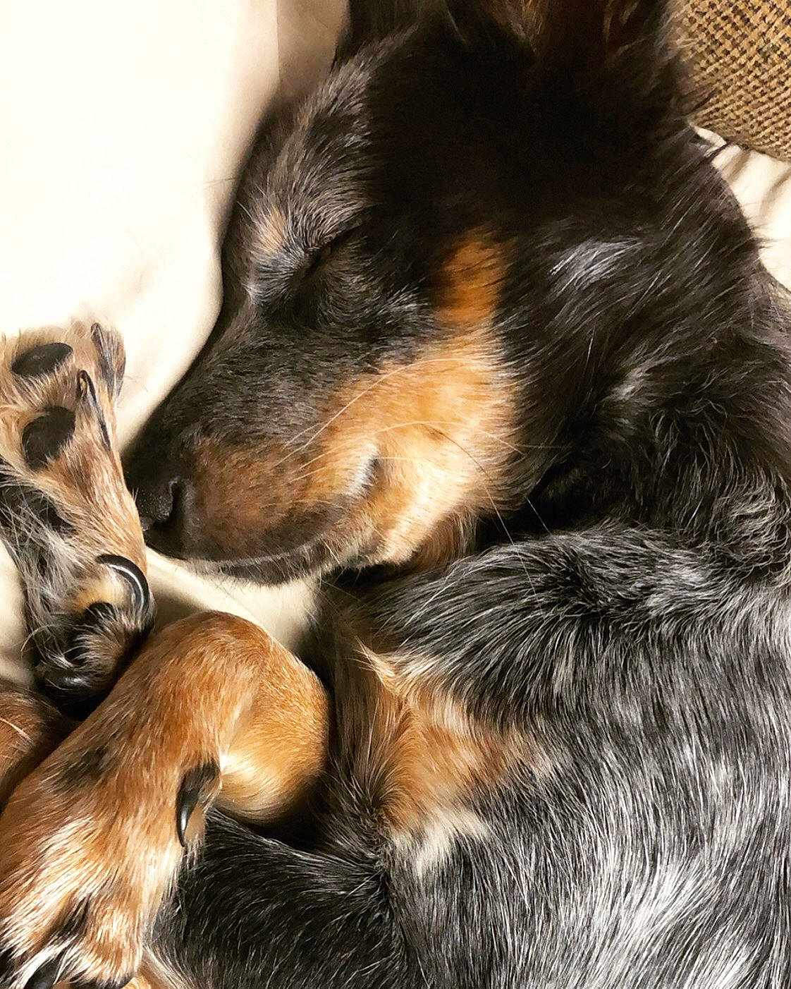 Tobi is registered to the contest to win money with this photo: canidae, carnivore, claw, comfort, companion_dog, dog, dog_breed, ear, fawn, fur, heat, mammal, nap, paw, snout, sporting_group, tail, vertebrate, whiskers, working_dog