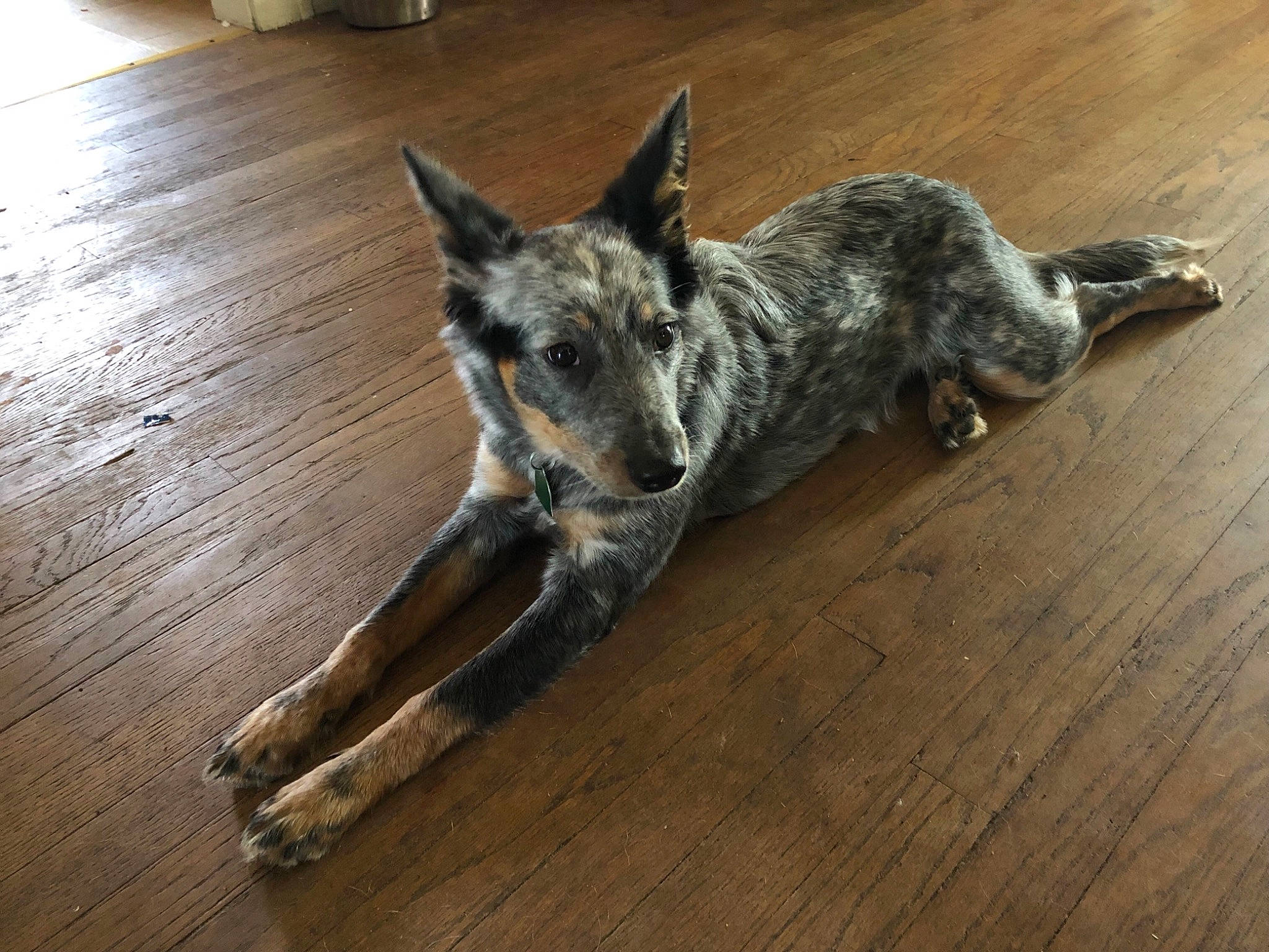 Tobi is registered to the contest to win money with this photo: australian_cattle_dog, carnivore, dog, dog_breed, floor, flooring, fur, hardwood, koolie, laminate_flooring, paw, plank, snout, tail, terrestrial_animal, varnish, wood, wood_flooring, wood_stain, working_dog