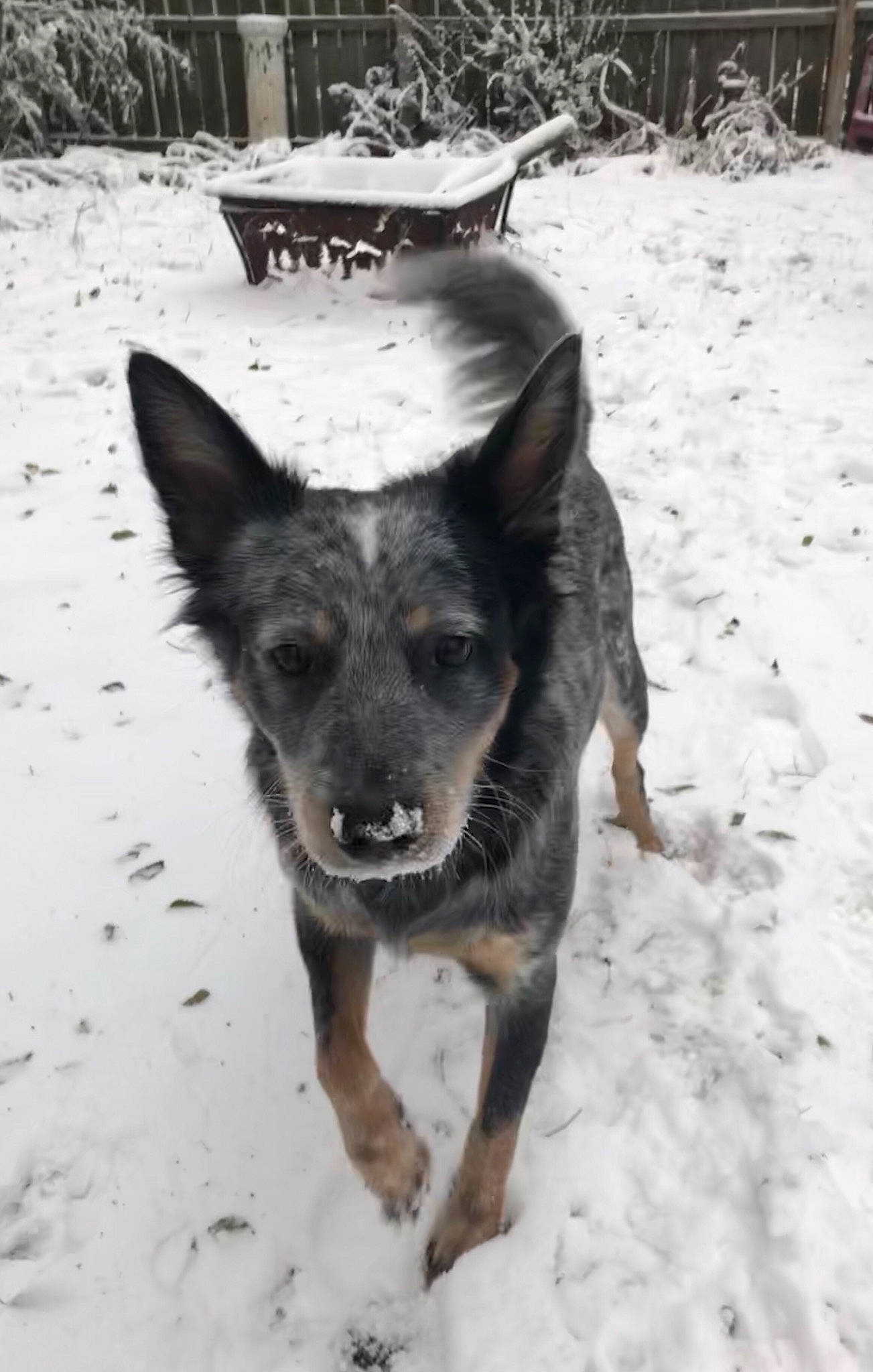 Tobi joined the competition — help win amazing prizes! canidae, canis, carnivore, dog, dog_breed, fawn, freezing, fur, german_shepherd_dog, guard_dog, mammal, snout, snow, sporting_group, tail, terrestrial_animal, tree, winter, working_animal, working_dog