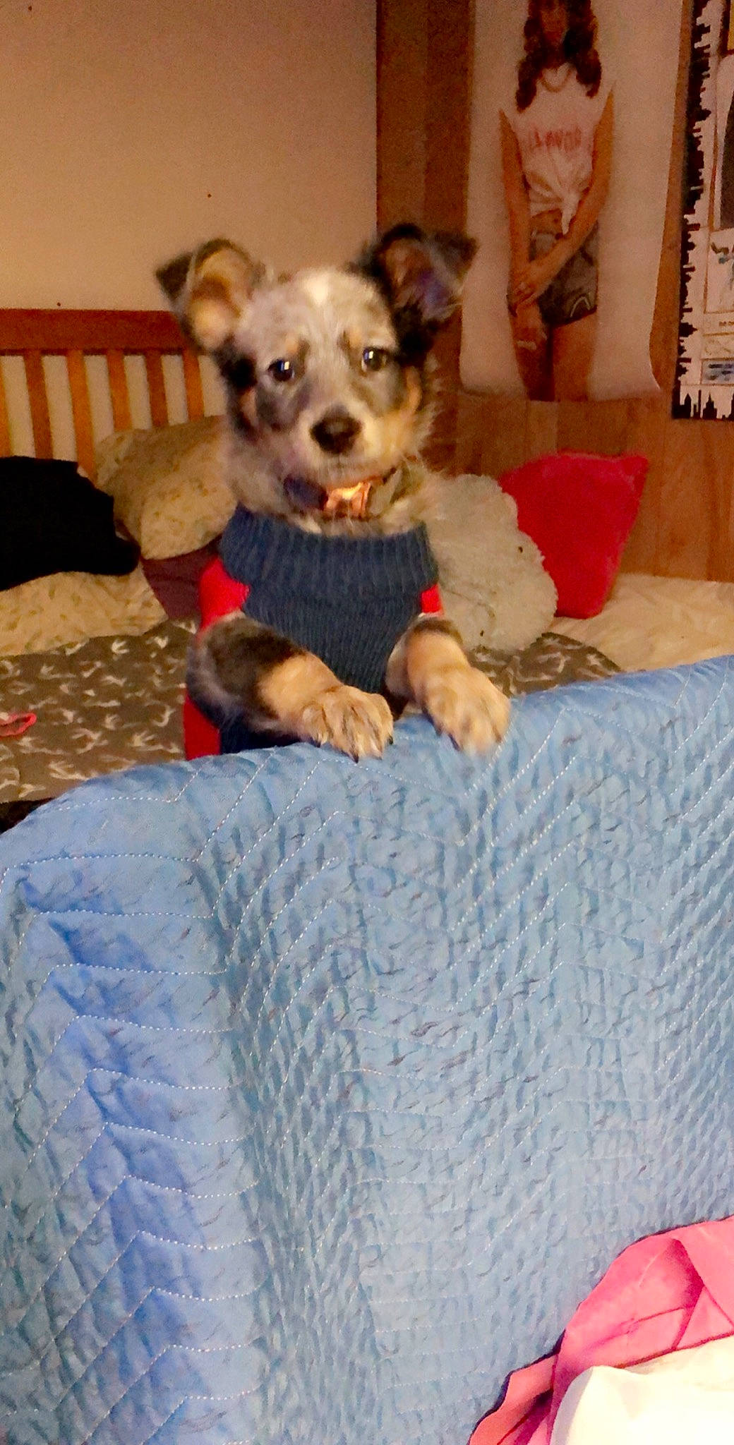 Tobi joined the competition — help win amazing prizes! bedding, carnivore, chair, chihuahua, comfort, companion_dog, couch, dog, dog_breed, dog_clothes, dog_supply, fawn, felidae, fur, furniture, linens, nap, terrier, toy, toy_dog