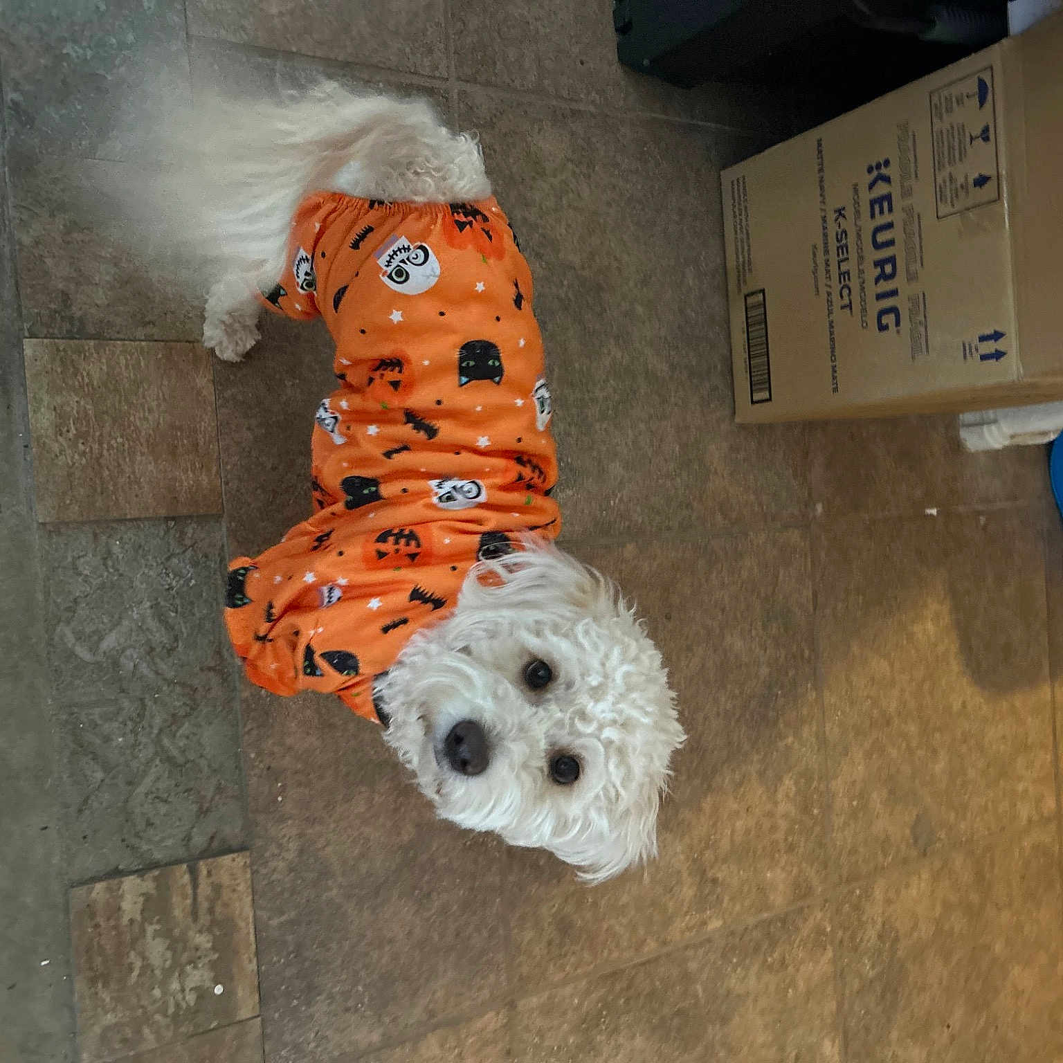 Thor joined the competition — help win amazing prizes! art, auto_part, box, cardboard, carmine, carton, circle, companion_dog, concrete, fashion_accessory, flooring, fur, hardwood, metal, pattern, personal_protective_equipment, shipping_box, sporting_group, toy, wood