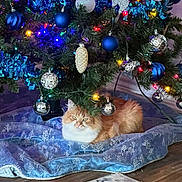 Callie Anne is registered to the contest to win money with this photo: cat, celebration, christmas_tree, cozy, decorations, feline, festive, floor, holiday, home, indoor, lights, orange_cat, ornaments, pet, pine_tree, relaxed, tree_skirt, white_cat, wood_floor