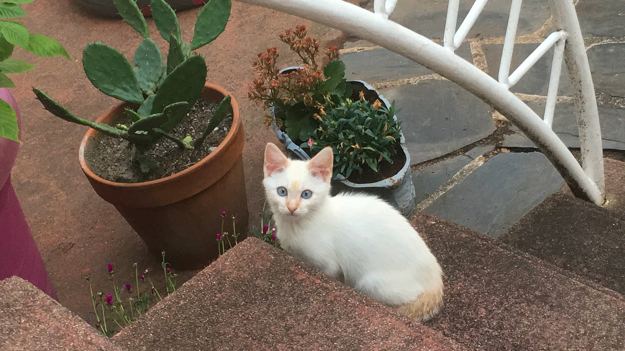 Bibiche participe au concours pour gagner de l'argent avec cette photo : annual_plant, carnivore, cat, domestic_short_haired_cat, fawn, felidae, flower, flowerpot, fur, grass, herbaceous_plant, houseplant, plant, road_surface, small_to_medium_sized_cats, snout, tail, terrestrial_plant, tree, whiskers