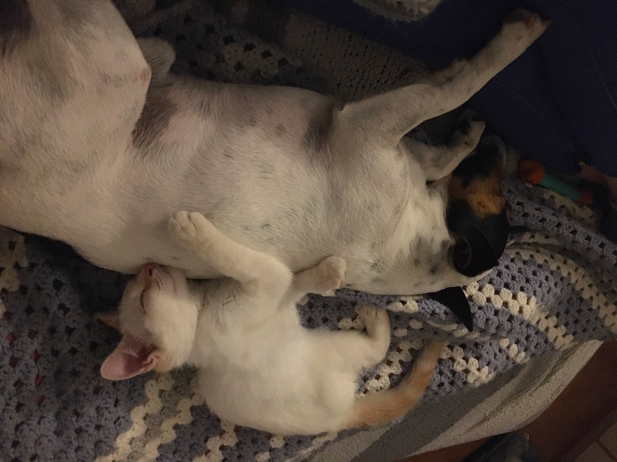 Bibiche participe au concours pour gagner de l'argent avec cette photo : canidae, carnivore, comfort, companion_dog, dog, dog_breed, fawn, foot, jaw, non_sporting_group, paw, snout, sporting_group, tail, terrestrial_animal, whiskers, working_animal