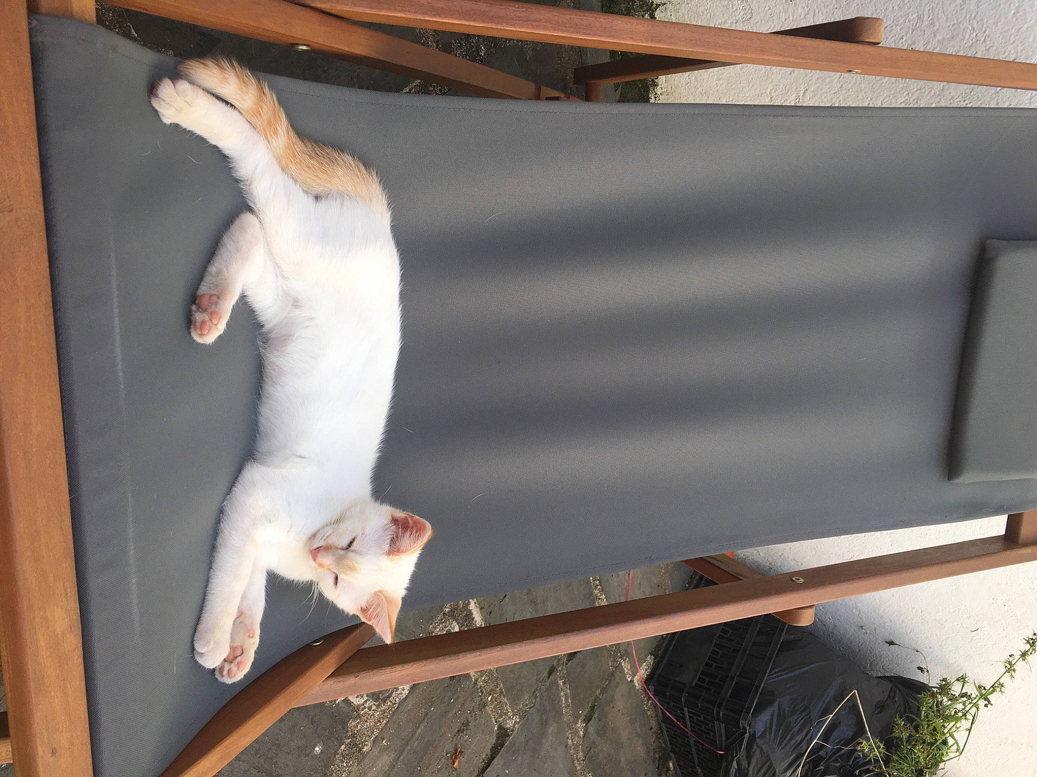 Bibiche participe au concours pour gagner de l'argent avec cette photo : elbow, felidae, fur, human_leg, roof, room, small_to_medium_sized_cats, tail, wood