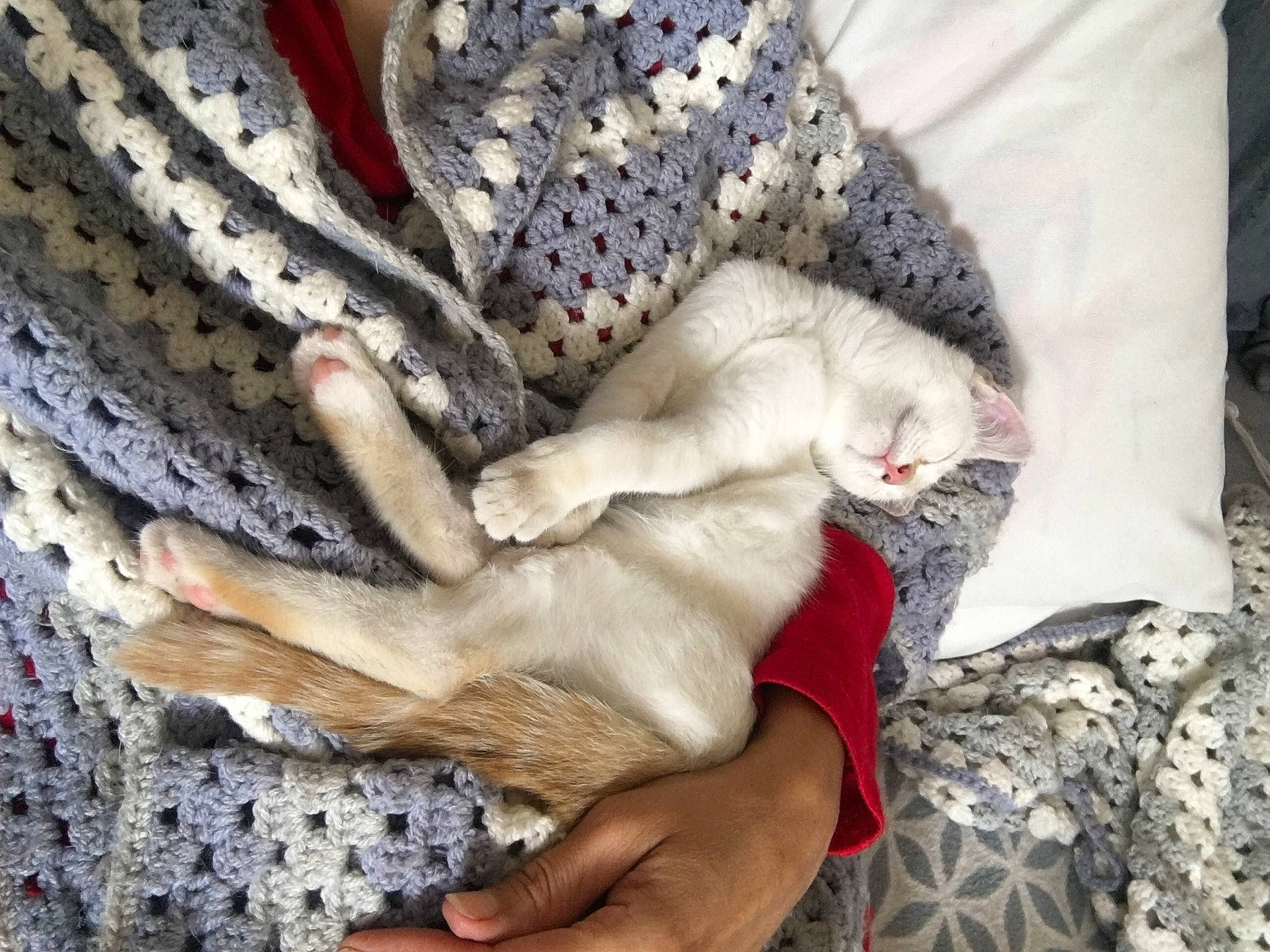 Bibiche participe au concours pour gagner de l'argent avec cette photo : art, bedding, canidae, carnivore, cat, comfort, companion_dog, dog_breed, domestic_short_haired_cat, fawn, felidae, fur, grey, human_leg, linens, pattern, paw, small_to_medium_sized_cats, tail, whiskers